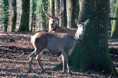 A pochi chilometri da Padula e Teggiano, su un territorio montuoso che presenta la maggiore superficie boschiva del Vallo di Diano, è possibile visitare la Foresta Demaniale Regionale Cerreta - Cognòle, una delle più interessanti dell’Italia meridionale per la protezione di flora e fauna in via d’estinzione. All’interno del compendio, la Regione Campania ha istituito un centro pubblico di produzione di fauna selvatica in cui sono tenuti, “liberi in foresta”, ungulati selvatici e, nella parte fruibile, in recinti didattici: cervi, daini, mufloni, cinghiali, capre ed equidi. Inoltre, in continuità con le tradizioni di gestione faunistica della foresta si svolgono attività mirate alla conservazione di specie di grande interesse naturalistico come la Lepre italica e il Capriolo italico. Da tempo la Foresta ha predisposto un ricco programma di percorsi didattici, particolarmente interessanti per gli studenti, volti alla conoscenza del patrimonio naturalistico mediante la realizzazione di visite guidate differenziate per aree tematiche quali: Ecosistemi e biodiversità; Recinti didattici di allevamento degli ungulati selvatici (cervi, daini, mufloni, capre ecc.); Lepre italica.