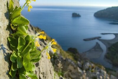 parco nazionale del cilento, primula palinuri