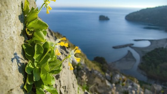 parco nazionale del cilento, primula palinuri