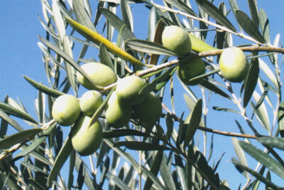 virtual tour percorsi di biodiversità: l'olio pugliese