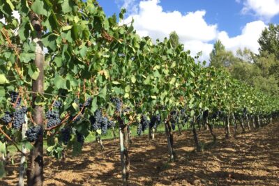 azienda vitivinicola marino agropoli