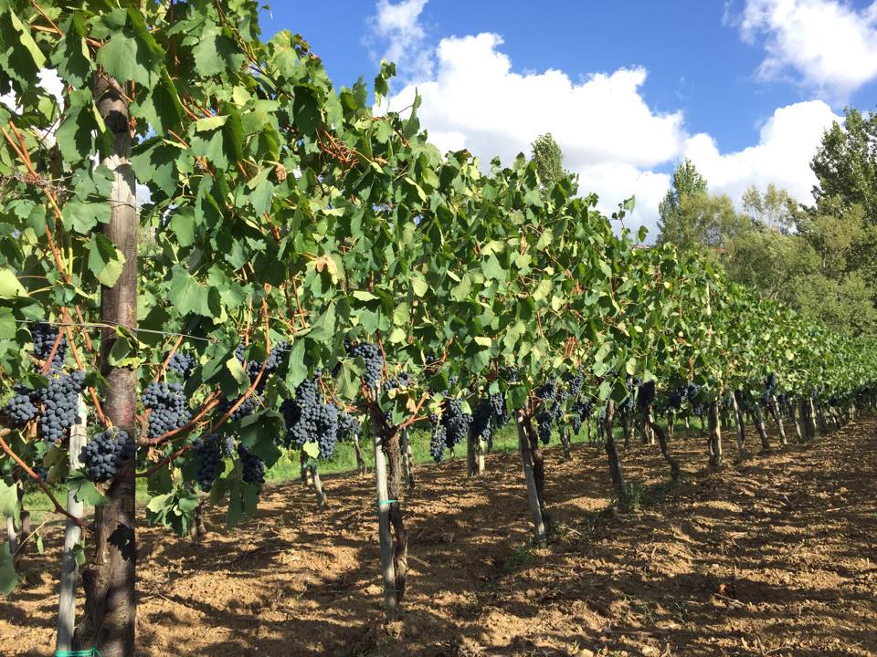 azienda vitivinicola marino agropoli