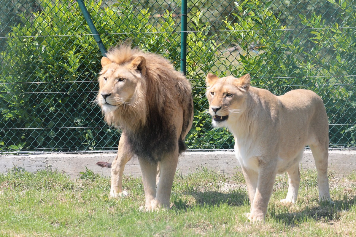 gita scolastica zoo maitine